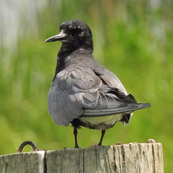 Black Tern Lacreek NWR