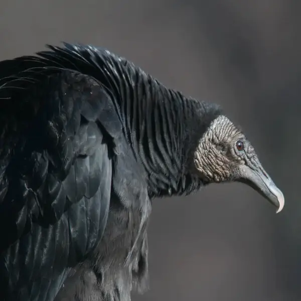 Black Vulture, 12/2009, PA