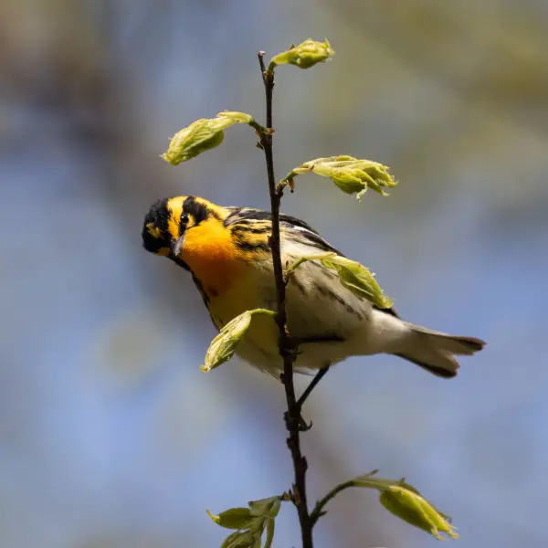 blackburnian warbler - brooklyn, ny