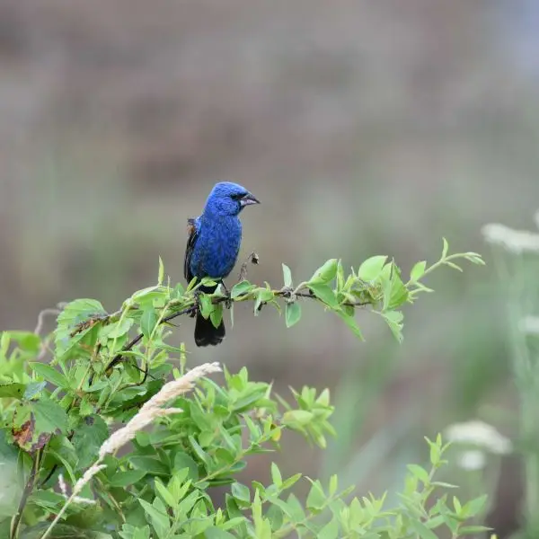 blue grosbeak birding bombay hook 7.5.18 DSC_0519