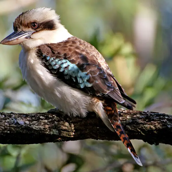 Blue-winged kookaburra - Facts, Diet, Habitat & Pictures on Animalia.bio