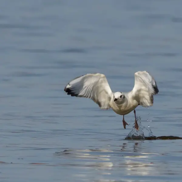 There was a little group of these guys on the river yesterday.  This is one of the few gulls I can identify without having to get people on the internet to do it for me.