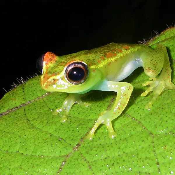Boophis rappiodes факти, дієта, ареал і фотографії на Animalia.bio