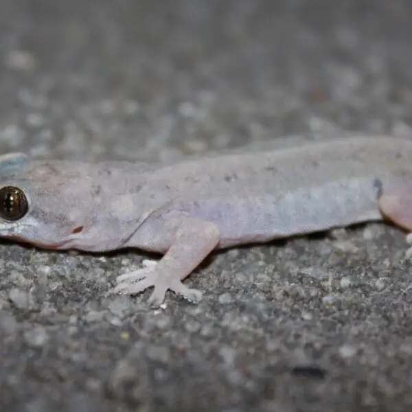 Oriental leaf-toed gecko - Facts, Diet, Habitat & Pictures on Animalia.bio