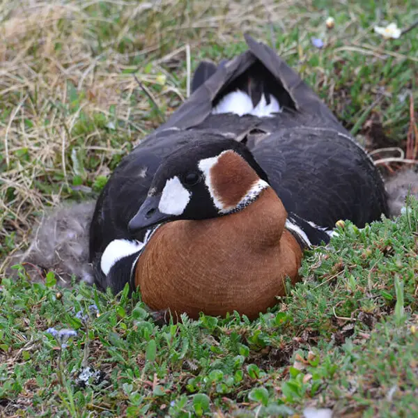 Red-breasted goose (Branta ruficollis) in Taimyr Reserve