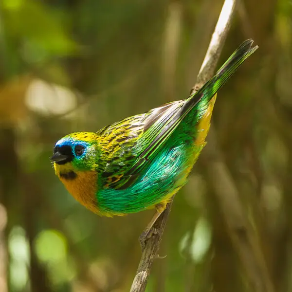 Brassy-breasted tanager - Facts, Diet, Habitat & Pictures on Animalia.bio