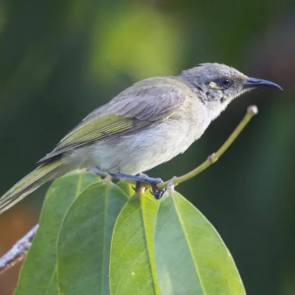 Brown honeyeater 
Lichmera indistincta
ssp Lichmera indistincta melvillensis
Northern Territories, Australia
9th. August 2010
Distribution:http://avibase.bsc-eoc.org/species.jsp?lang=EN&amp;avibaseid=2C750C930DAF176A&amp;sec=map&amp;zoom=oce


690V9621