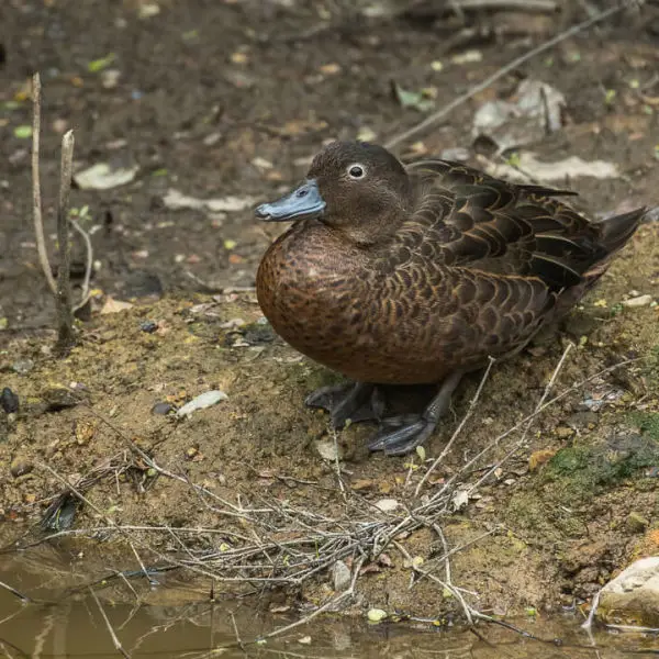 Brown Teal - New Zealand_FJ0A8238