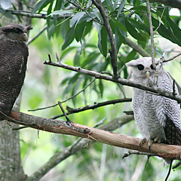 Barred Eagle Owl (Bubo sumatranus) with pale white juvenile.