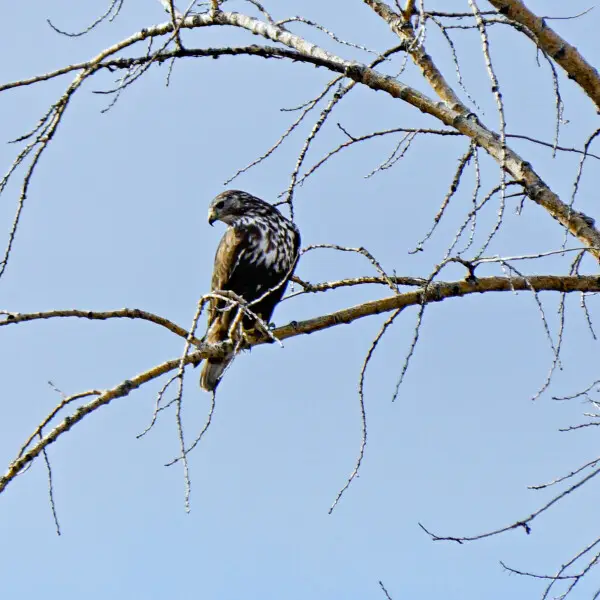 Harlan's Hawk Buteo jamaicensis harlani, Littleton, Colorado