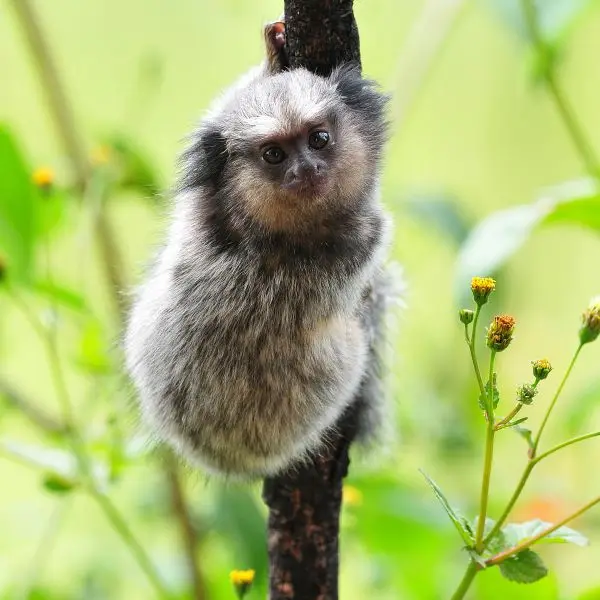 black tufted marmoset