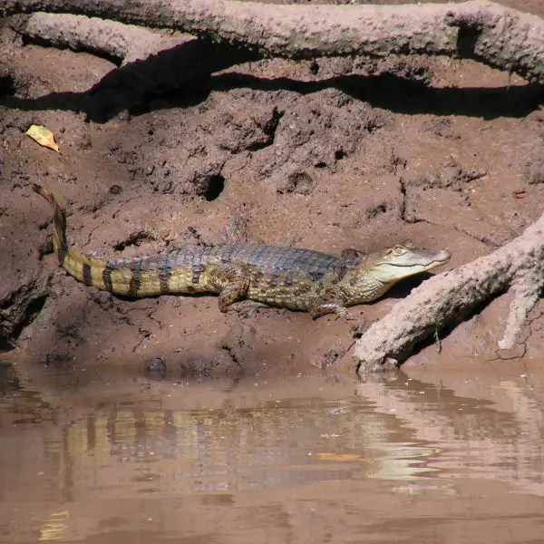 Caiman crocodilus, jacaré