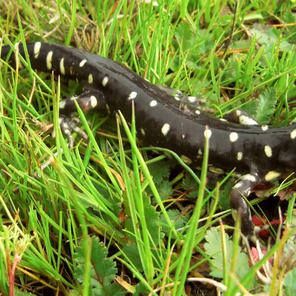 California tiger salamander - Facts, Diet, Habitat & Pictures on