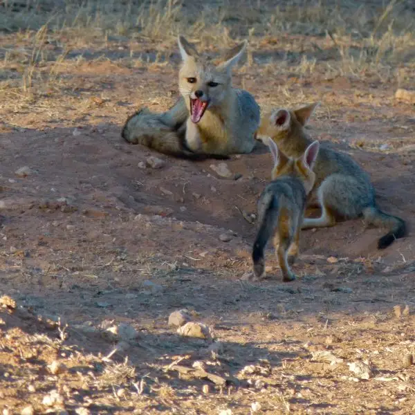 Cape Foxes (Vulpes chama)