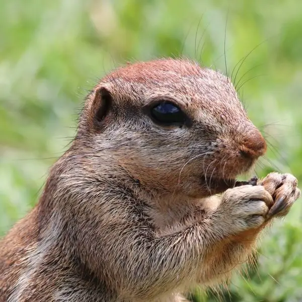 Cape ground squirrel, Xerus inauris, at Krugersdorp Game Reserve, Gauteng, South Africa