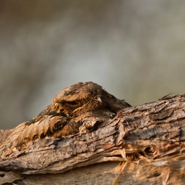 This Large-tailed Nightjar Caprimulgus macrurus is beautifully camouflaged in its habitat on the bark of the tree where it perches in Keoladeo Ghana national park
