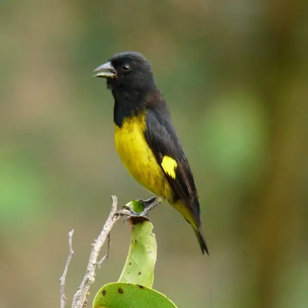 A Yellow-bellied Siskin in Manizales, Caldas, Colombia.