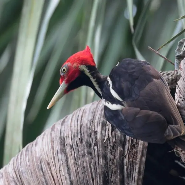 Pale-billed woodpecker - Facts, Diet, Habitat & Pictures on Animalia.bio