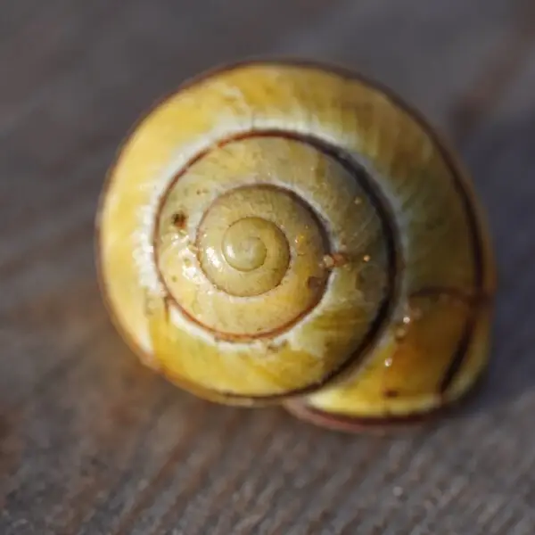 Grove snail Facts, Diet, Habitat & Pictures on Animalia.bio