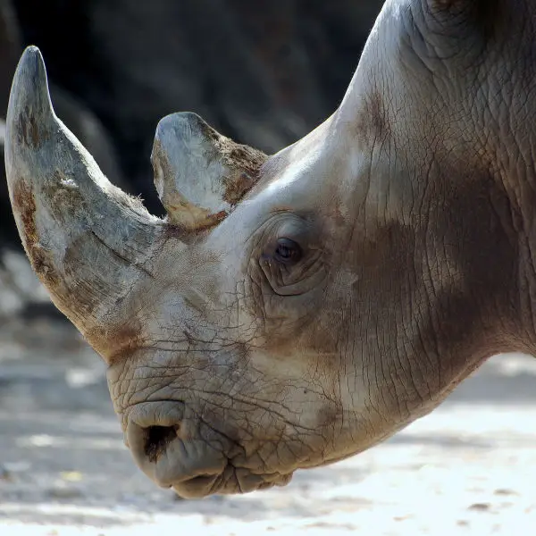 Southern White Rhinoceros - Facts, Diet, Habitat & Pictures on Animalia.bio