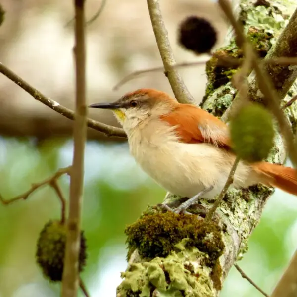 Certhiaxis cinnamomeus Fakten, Ernährung, Lebensraum & Bilder auf