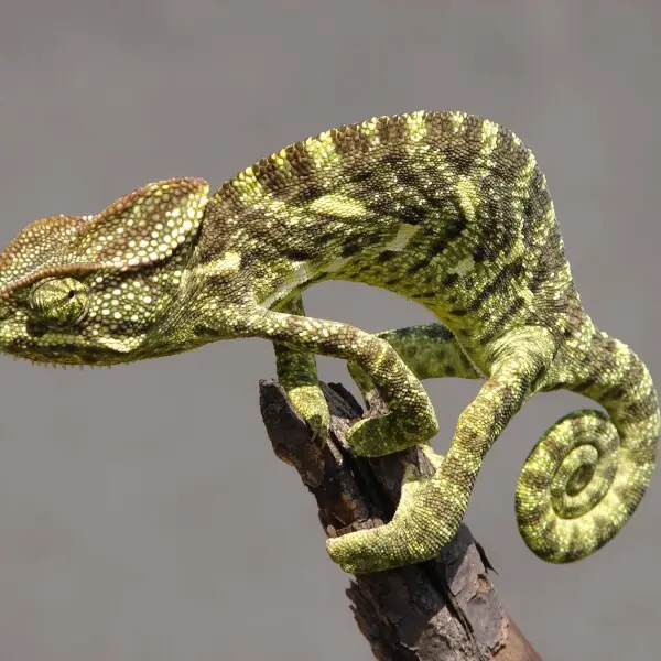 Chameleon Chamaeleo zeylanicus Close-up