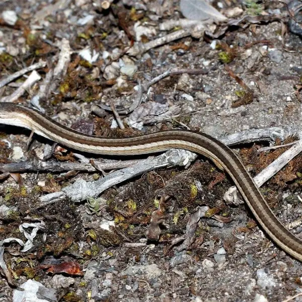 Cape grass lizard - Facts, Diet, Habitat & Pictures on Animalia.bio