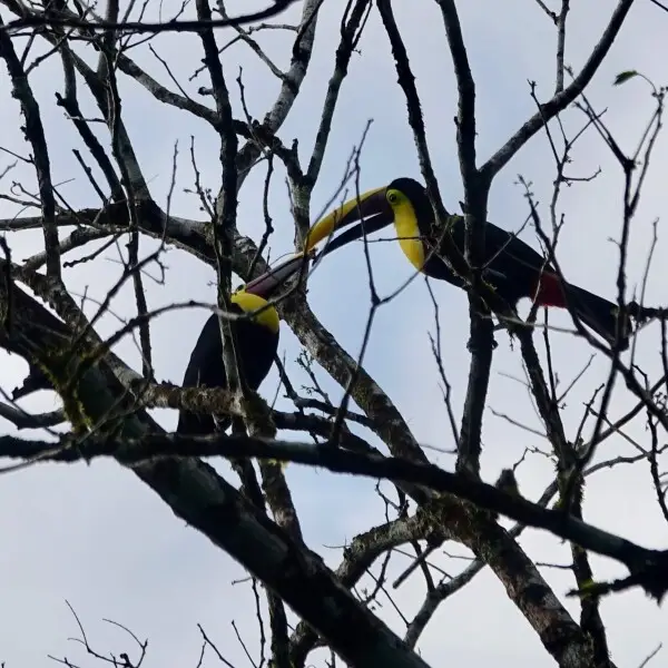 Chestnut mandibled toucan (Yellow throated toucan)