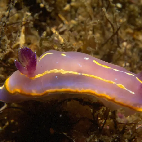 Felimida krohni (V?rany, 1846) (synonym&#160;: Chromodoris krohni)