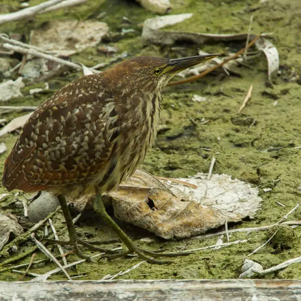 Cinnamon Bittern - Taiwan_S4E9894