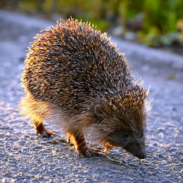 Northern white-breasted hedgehog (Erinaceus roumanicus) walking along a sidewalk.

Je? wschodni (Erinaceus roumanicus) id?cy chodnikiem.