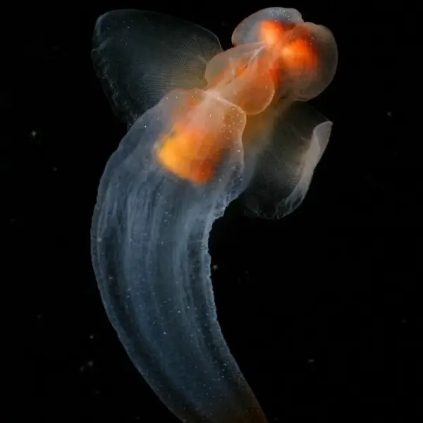 Clione, a shell-less snail known as the Sea Butterfly swims in the shallow waters beneath Arctic ice. Photo from the Beaufort Sea, north of Point Barrow (Alaska)