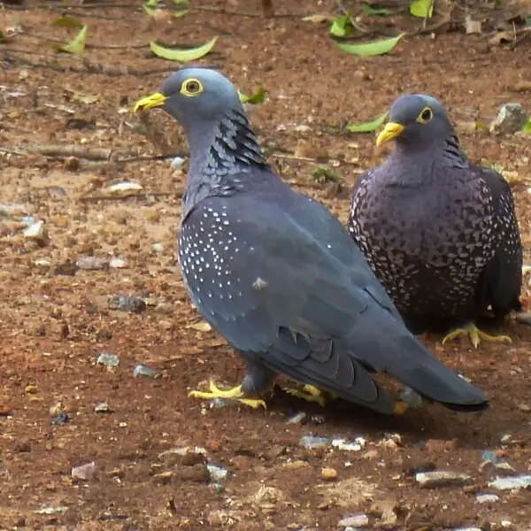 African olive pigeons at a clay lick in Lynnwood Glen, in suburban Pretoria, South Africa. Up to 10 birds congregate at a time, with both sexes and various age groups present. The habit may well be related to consumption of poisonous Melia azedarach or So