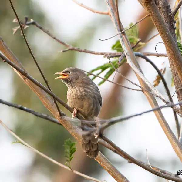 Around sunset time, in the thick foliage, we heard some bird noises and found this babbler alone. Babblers are social creatures and often can be found in groups chirping all the way - noisy talkers. This was separated from its friends and shouting at the 