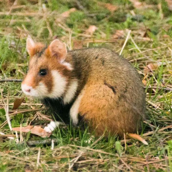common hamster