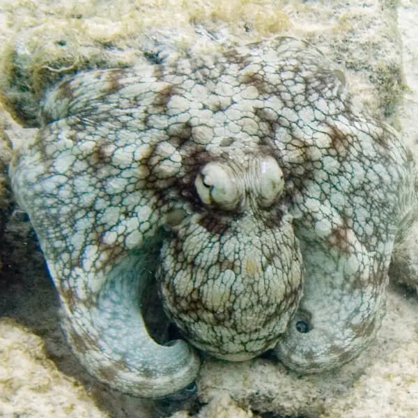 common octopus Octopus vulgaris