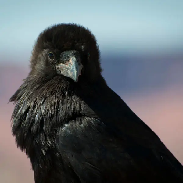 Common Raven - Facts, Diet, Habitat & Pictures on Animalia.bio