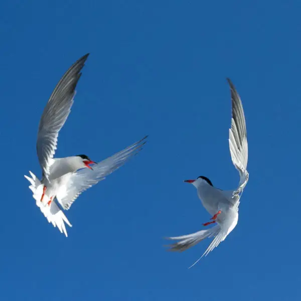 Common tern dance