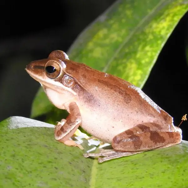 Polypedates maculatus - Facts, Diet, Habitat & Pictures on Animalia.bio