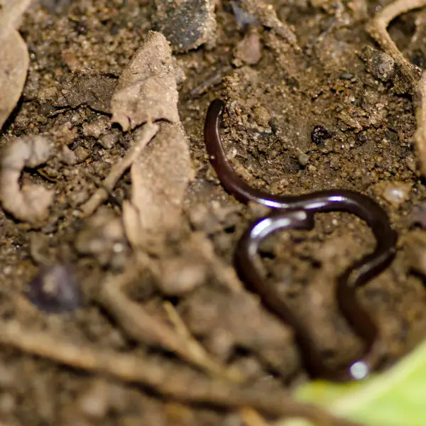 Common Worm or Blind Snake (Ramphotyphlops braminus)