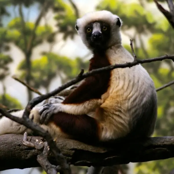 Coquerel's Sifaka at the Bronx Zoo