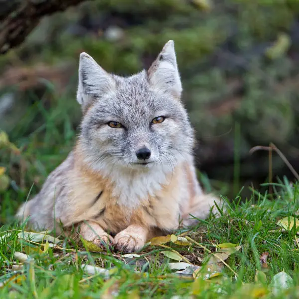Corsac fox lying in the grass