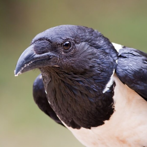 Pied Crow photo