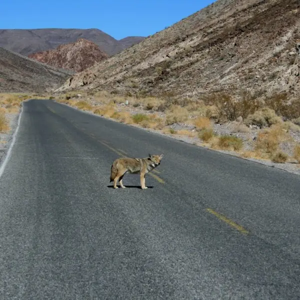 Coyote crossing a road in Death Valley National Park. The image was taken by Brocken Inaglory on 10/23/07