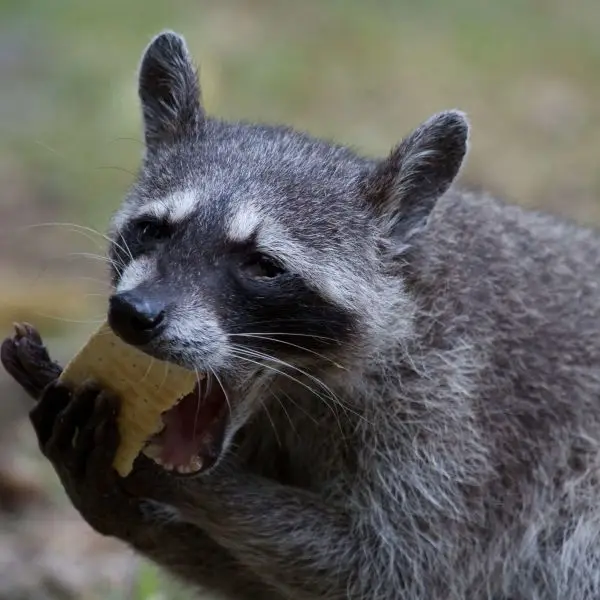 Crab-eating raccoon