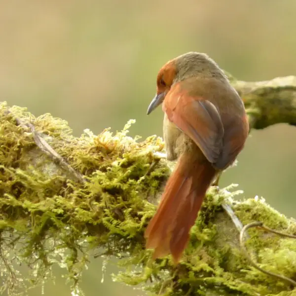 Cranioloeuca erythrops (Hojarasquero rubicundo)