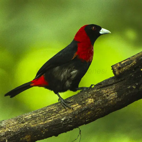 Crimson-collared Tanager - Sarapiqui - Costa Rica_S4E0431