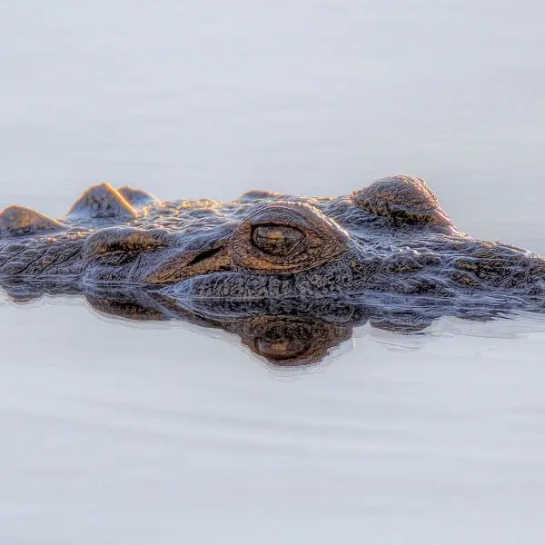 Crocodile 2 - Blackbird Caye - Belize 2016