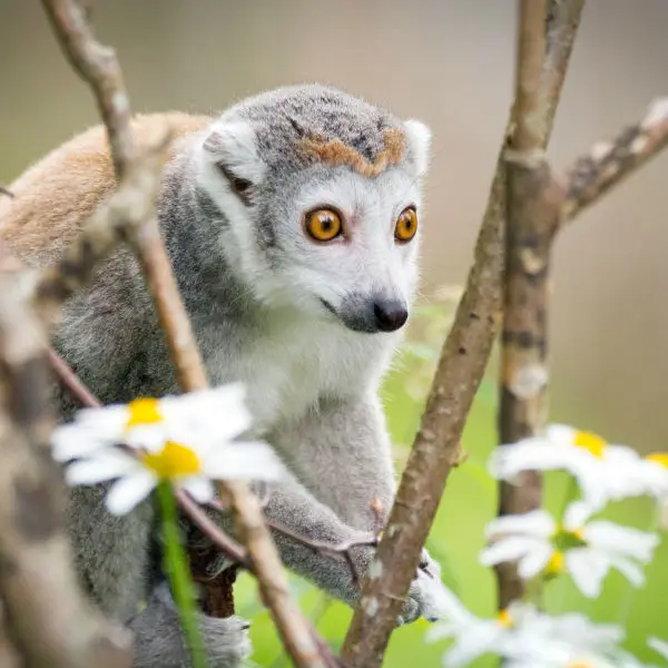 Crowned Lemur In Branches