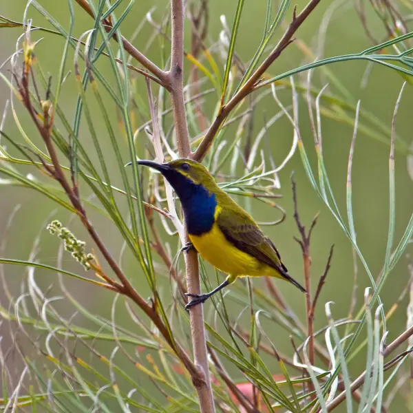 Yellow-bellied Sunbird (or Olive-backed Sunbird) (Cinnyris jugularis), Mossman, Queensland